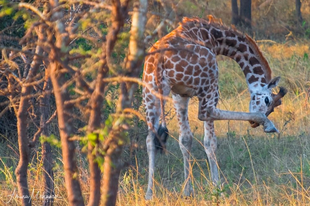Rothschild Giraffe, Lake Mburo National Park @Amina Mohamed Photography